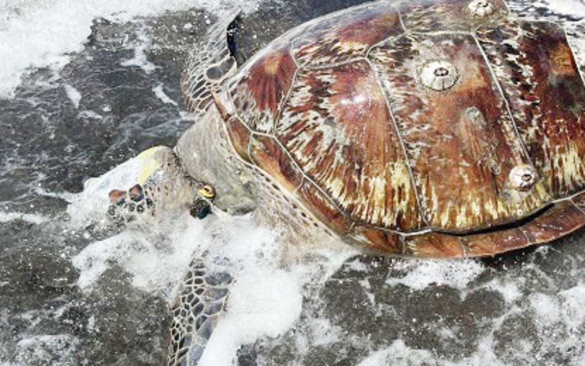 A dead sea turtle was found on the shores of Barangay Inalad in Siaton, Negros Oriental on May 5, 2024. It was the latest of several incidents of dead green sea turtles reported in the village. (Liela Rose Diaz photo)