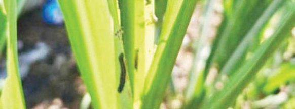 Gov’t, private sector fight armyworm infestation in Negros Occidental