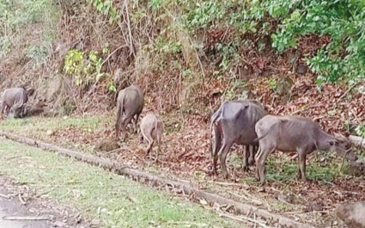 Animals monitored by paravets deployed by the Provincial Veterinary Office (PVO) in Barangay Biak na Bato, La Castellana, Negros Occidental yesterday, June 7, 2024. The PVO is extending assistance to local government units affected by the eruption of Mt. Kanlaon last June 3. (Negros Occidental Provincial Veterinary Office photo)