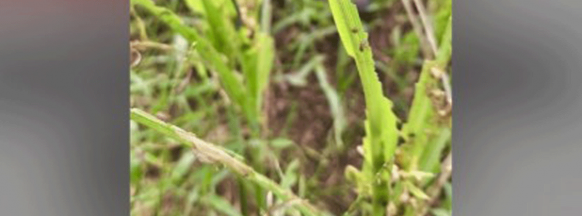 NegOcc makes emergency purchase of insecticides to contain armyworms