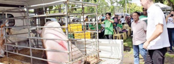 Negros Occidental disperses breeder swine for hog repopulation
