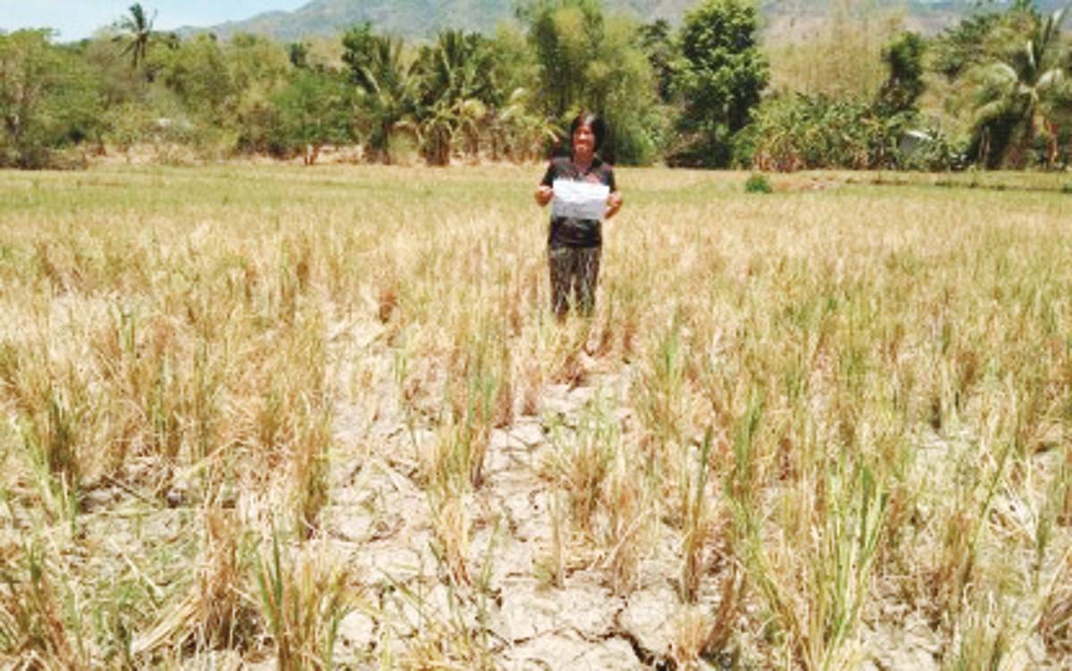 Some farmlands in Negros Oriental were reported to have been totally damaged by the El Niño phenomenon. The Department of Agriculture has reported that more than 3,000 farmers and over P2 billion in crops and other agricultural commodities were damaged by the El Niño. (DA-PATCO photo) 