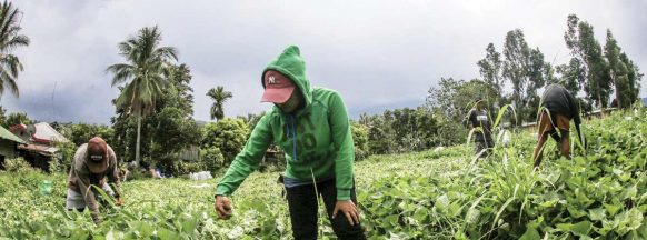 P104-M in losses: Kanlaon eruption affects 1,706 Negrense farmers, 118 farms