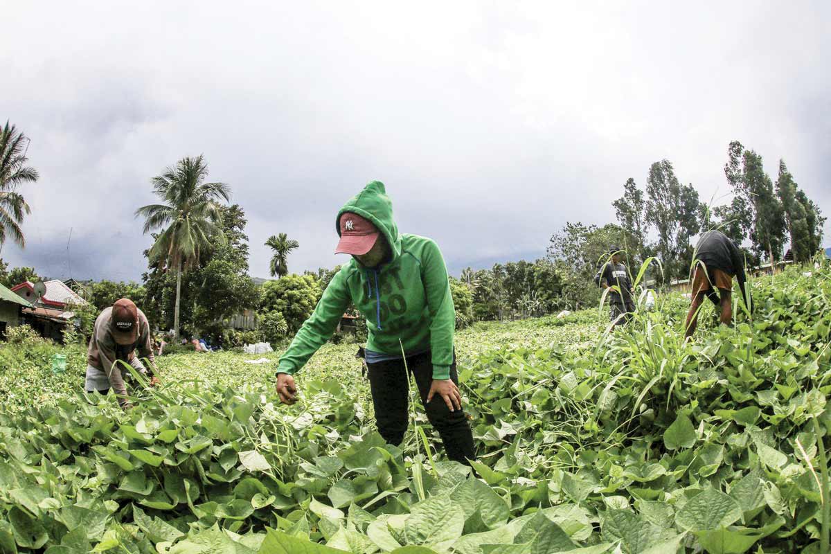 Residents harvest vegetables at the foot of Kanlaon Volcano in Negros Oriental’s Canlaon City, days after its eruption on June 3, 2024, which brought coarse ash fall and sulfurous odor to surrounding localities. (Ferdinand Edralin / AFP photo)