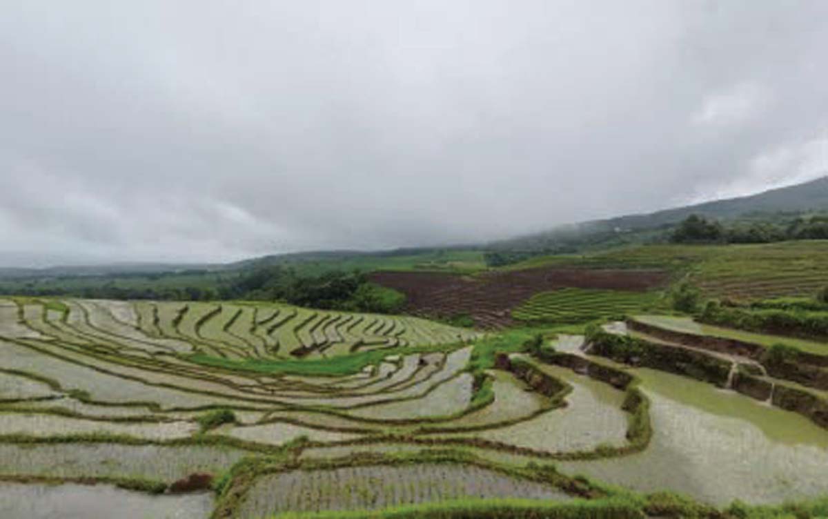 Rice farms in Canlaon City, Negros Oriental are being promoted as tourist attractions in the countryside. Business owners and civic leaders are hopeful that the current administration will follow through with its commitment to pour in development projects to spur progress in the rural areas. (PNA photo)