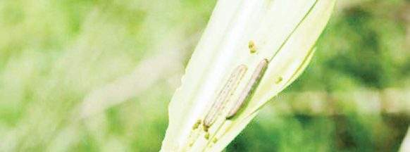 Murcia LGU takes action to combat armyworm infestation on crops