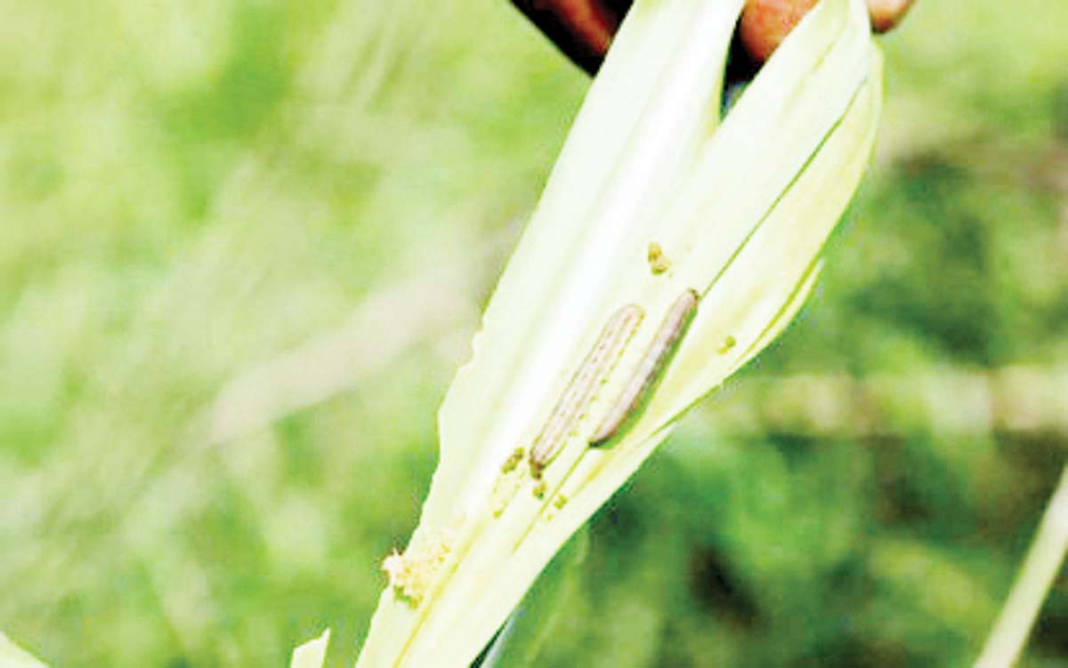 Fall armyworms infesting a sugarcane plant in Himamaylan City, Negros Occidental. In a report following a field visit and assessment of affected areas from July 3 to 4, 2024, the National Crop Protection Center said it will conduct various studies on the sound management of fall armyworms in sugarcane. (NCPC-UPLB Facebook photo)