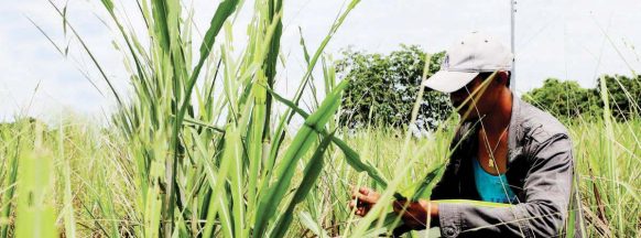 NegOcc OPA: Armyworm infestation damage to corn hits P10.8-M