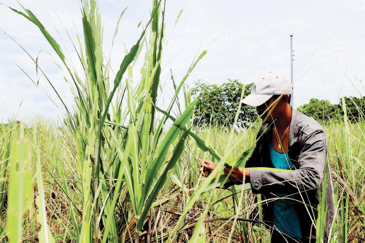 A farmer inspects crops infested by armyworms in Negros Occidental. Several local government units have been affected by the infestation, the Office of the Provincial Agriculturist says. (UPLB CAFS National Crop Protection Center photo)