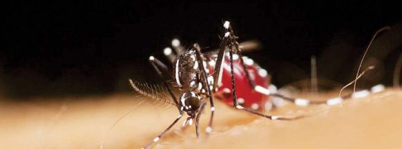 PHO: NegOcc dengue cases up 17.4% 