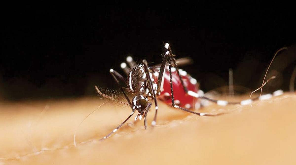 The Negros Occidental Provincial Health Office is urging residents to take extra precautions amid the rise in dengue cases. (File photo)