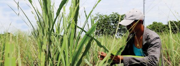 Trail of destruction: Armyworm infestation wreaks havoc on crops in 15 NegOcc LGUs