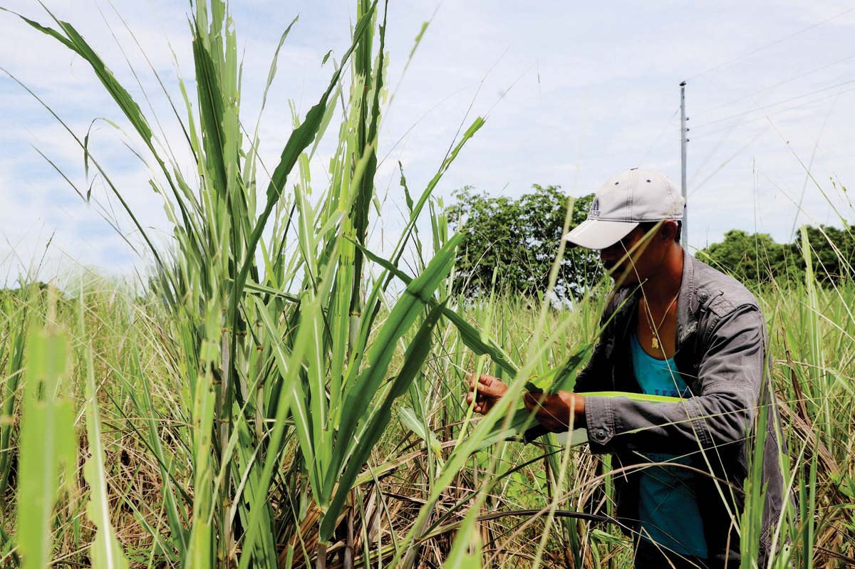 A farmer inspects sugarcane infested by armyworms in Negros Occidental. Fifteen local government units have been affected by the infestation, the latest report from the Office of the Provincial Agriculturist showed. (UPLB CAFS National Crop Protection Center photo)