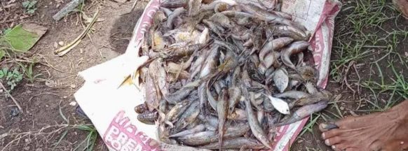 No more fish to catch; Fishing community near Ilog-Hilabangan River affected by fish kill