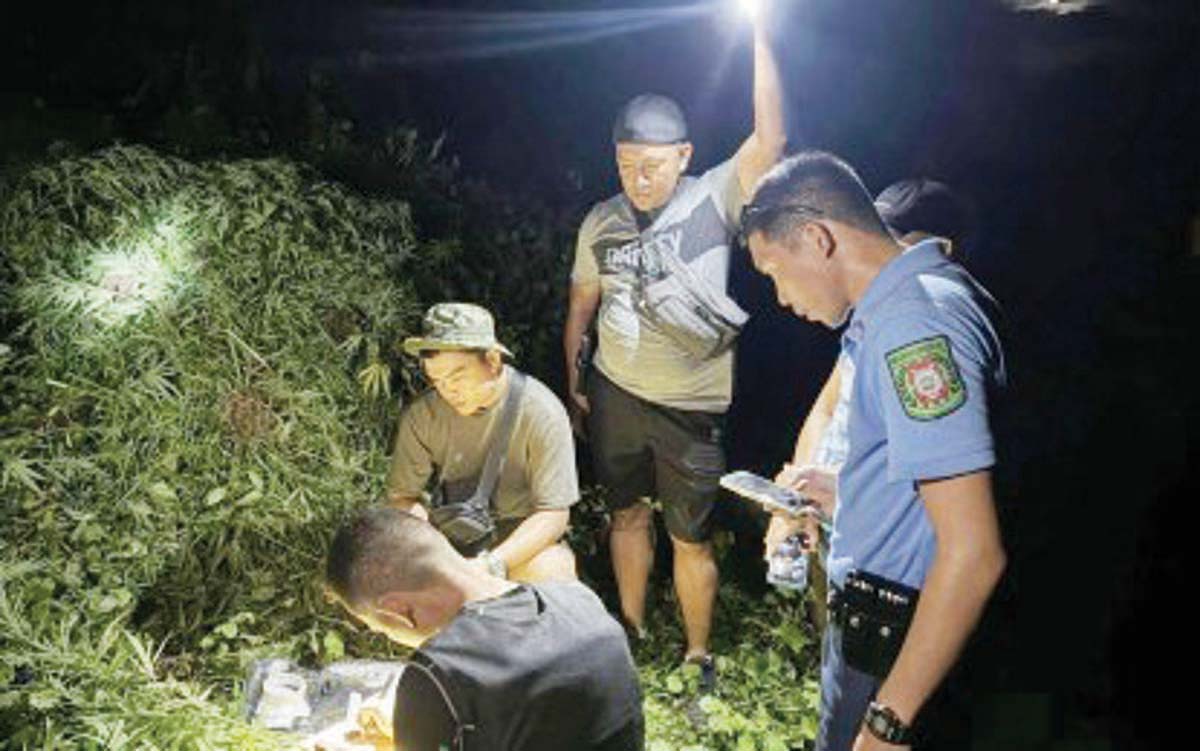 Police operatives document the 8,000 fully grown suspected marijuana plants that were uprooted on Sunday evening, August 11, 2024, in Barangay Manduao, Bayawan City, Negros Oriental. The cannabis plants, valued at P1.6 million, were destroyed on-site. (Negros Oriental Police Provincial Office photo)