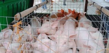 Authorities in Negros Oriental province are now scrambling to contain the spread of African swine fever (ASF) following reports of pig deaths in Barangay West Balabag in Valencia town. As of Wednesday, August 7, 2024, some 160 hogs were identified for culling within the 1,500-meter radius from the infected zone. (PNA / File photo)  