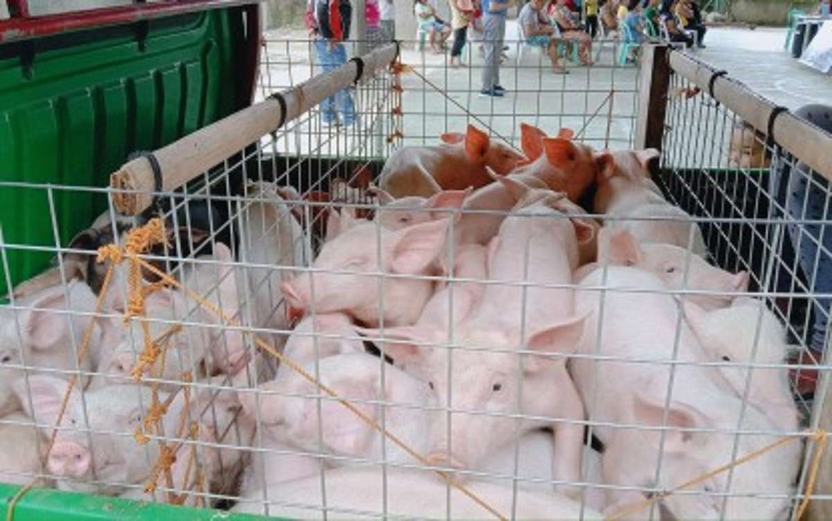 Authorities in Negros Oriental province are now scrambling to contain the spread of African swine fever (ASF) following reports of pig deaths in Barangay West Balabag in Valencia town. As of Wednesday, August 7, 2024, some 160 hogs were identified for culling within the 1,500-meter radius from the infected zone. (PNA / File photo)  