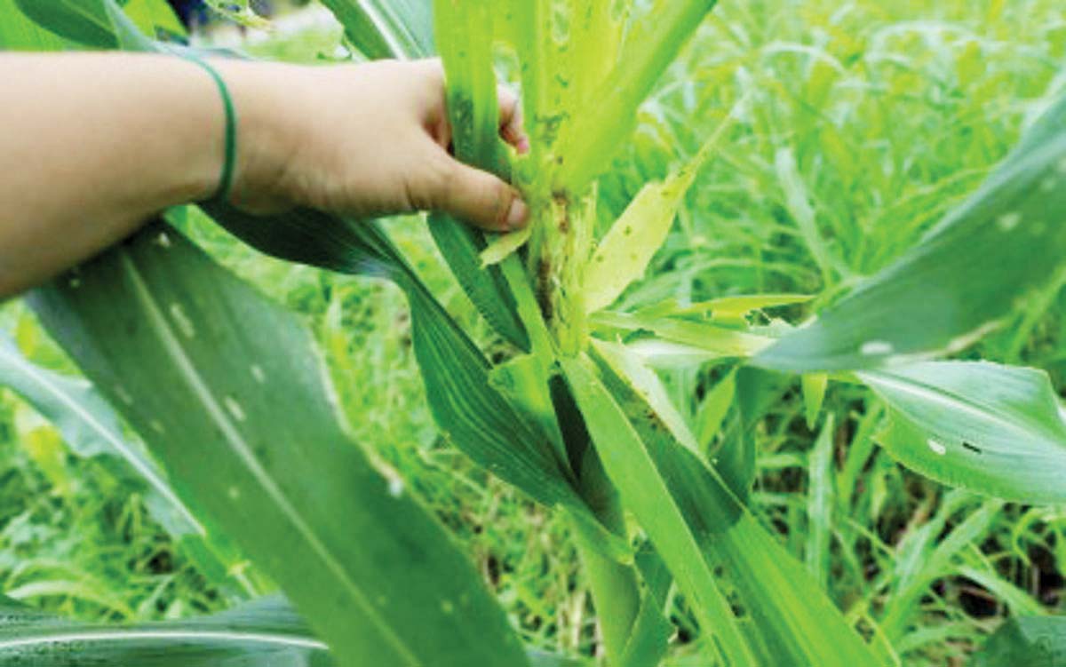 Infestation of armyworm on a corn plant in southern Negros in July 2024. As of July 30, damage due to infestation to cornfields in 11 local government units in Negros Occidental reached P37.32 million, according to the latest data from the Office of the Provincial Agriculturist. (UPLB-National Crop Protection Center / Facebook photo)