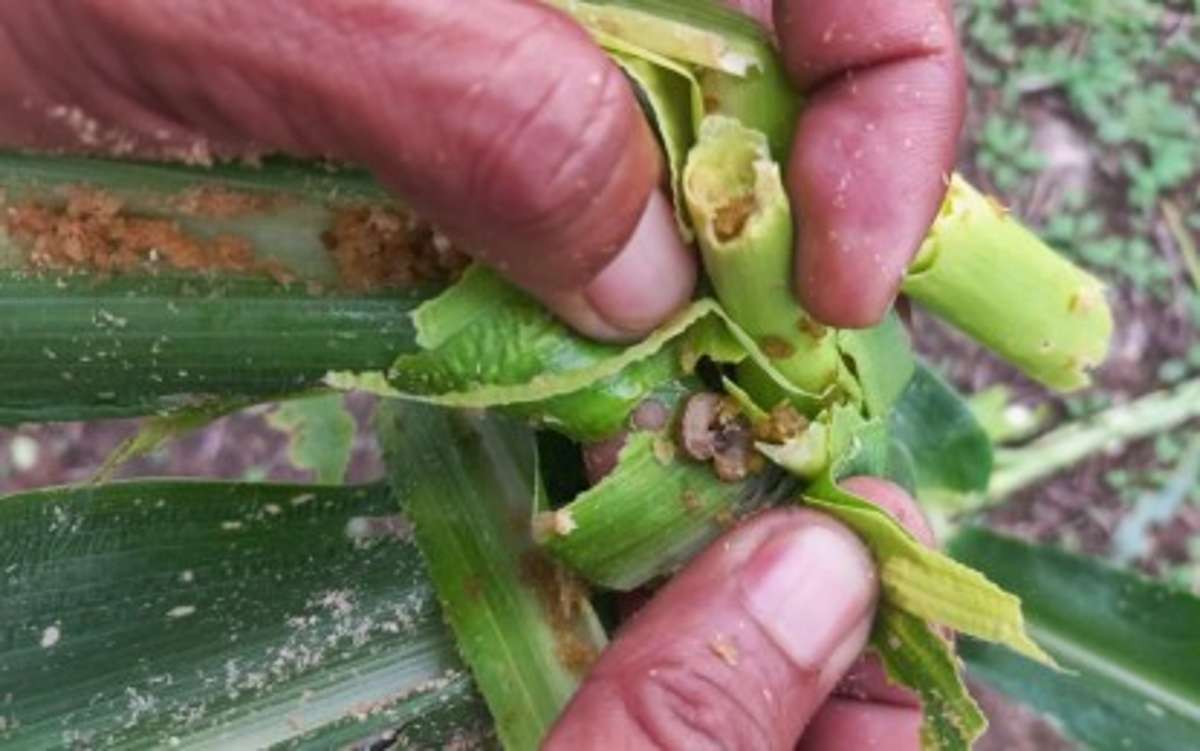 Fall armyworms have attacked some 6,800 hectares of cornfields in Negros Oriental as reported on Thursday, August 8, 2024, by the Department of Agriculture. Containment is difficult as these pests hide in the stalks of the corn and cannot be reached by spraying pesticides alone. (Agriculture Sibulan / Facebook photo)