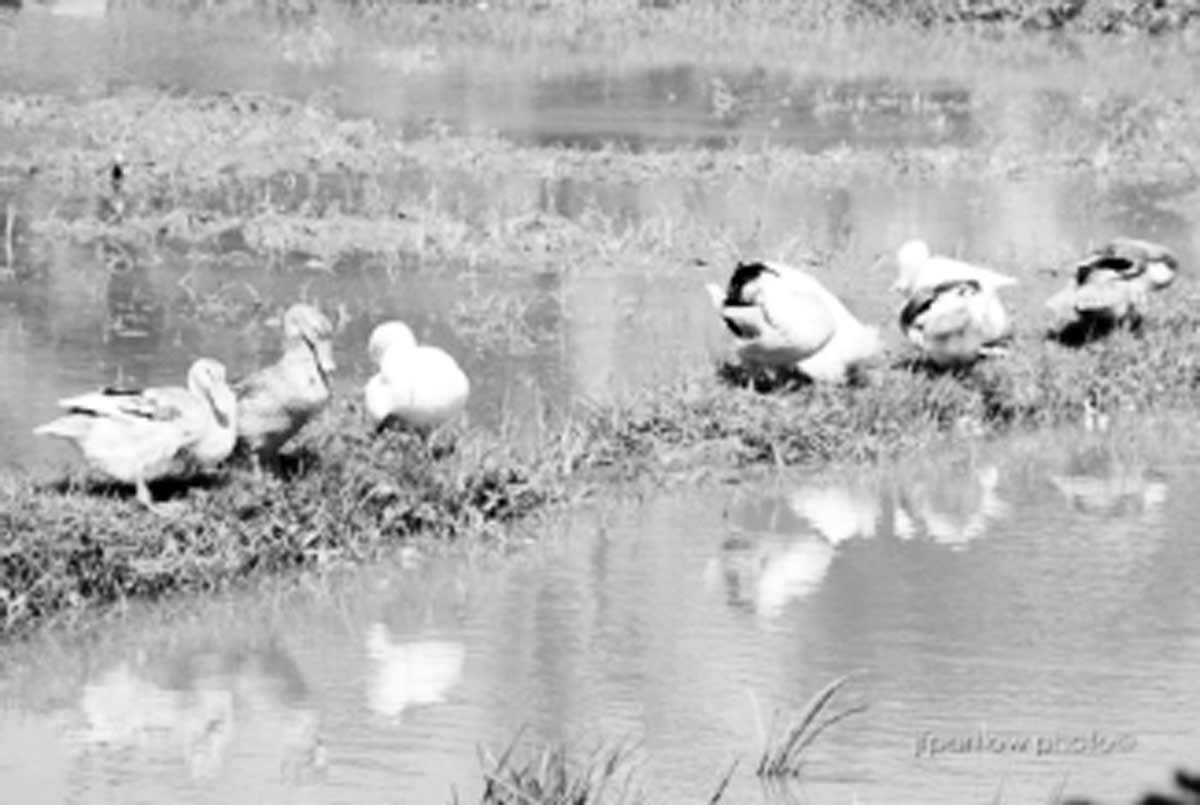 Ducks bask under the sun in this undated photo. Negros Oriental remains free from avian influenza as it continues monitoring migratory birds that could be carrying the virus. (PNA / File photo)