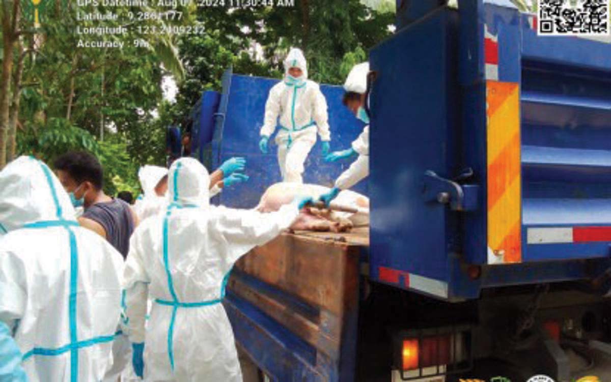 Agriculture staff collect hogs affected by African swine fever in West Balabag, Valencia, Negros Oriental on August 9, 2024. Authorities are calling for stricter biosecurity measures to prevent the spread of the hog disease to other parts of the province. (Negros Oriental Provincial Veterinary Office photo)