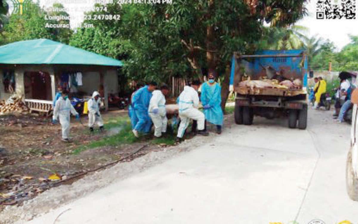 A multiple-agency team carries a hog from a residence in Barangay West Balabag in Valencia, Negros Oriental on August 8, 2024, during culling activities to stop the spread of African swine fever (ASF). A total of 192 hogs were culled in that barangay following the ASF outbreak. (Negros Oriental Provincial Veterinary Office photo)