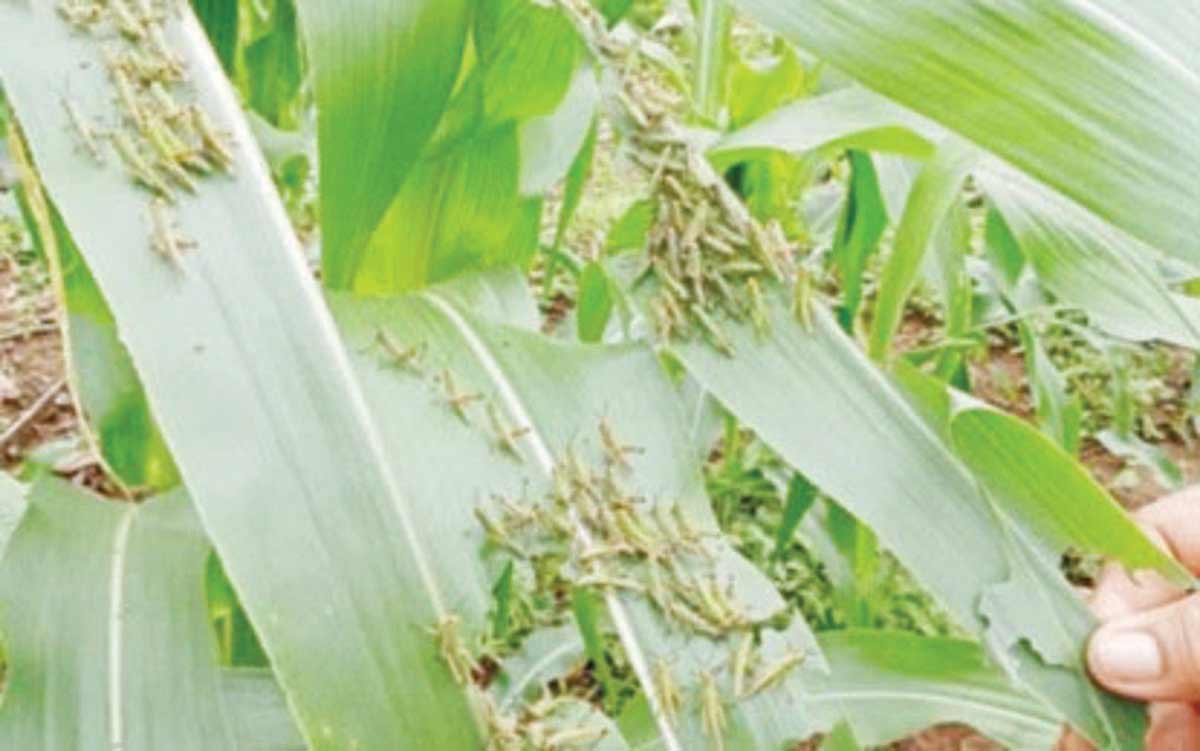 The fall armyworms infestation in Negros Oriental province has spread to 22 towns and cities already, reports say. Agriculture technicians continue to scramble to save whatever is salvageable from the cornfields destroyed by the armyworm. (DA-PATCO / File photo)