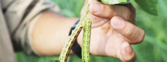 NegOcc sustains aid to corn farmers as armyworm damage hits P50-M