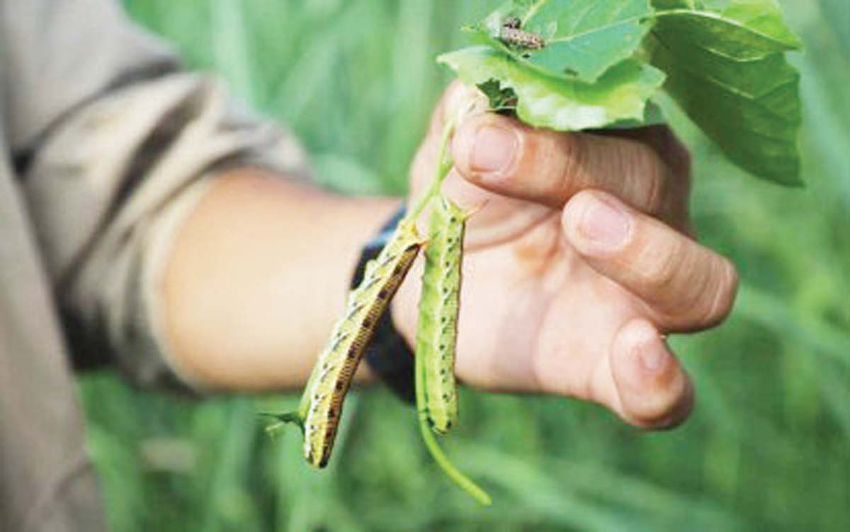 Armyworms were found by crop protection experts on a farm in southern Negros last month. As of August 14, 2024, damage to cornfields in 18 local government units in Negros Occidental totaled P50.238 million, a report from the Office of the Provincial Agriculturist showed. (UPLB-National Crop Protection Center / Facebook photo)