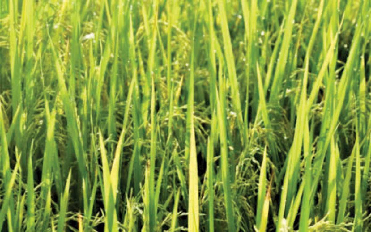 An undated photo of a rice farm in southern Negros. In 2023, Negros Occidental recorded the highest rice yield at 4.01 metric tons per hectare in Western Visayas to remain the second top-performing rice producer in the region. (Negros Occidental PIO / File photo)