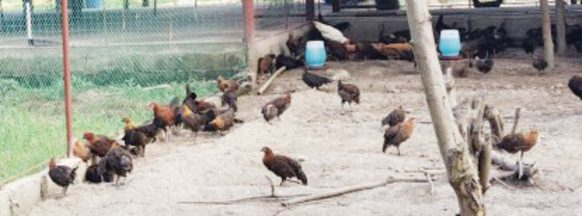 NegOr ban on live chicken, other fowls from Luzon, Mindanao still up