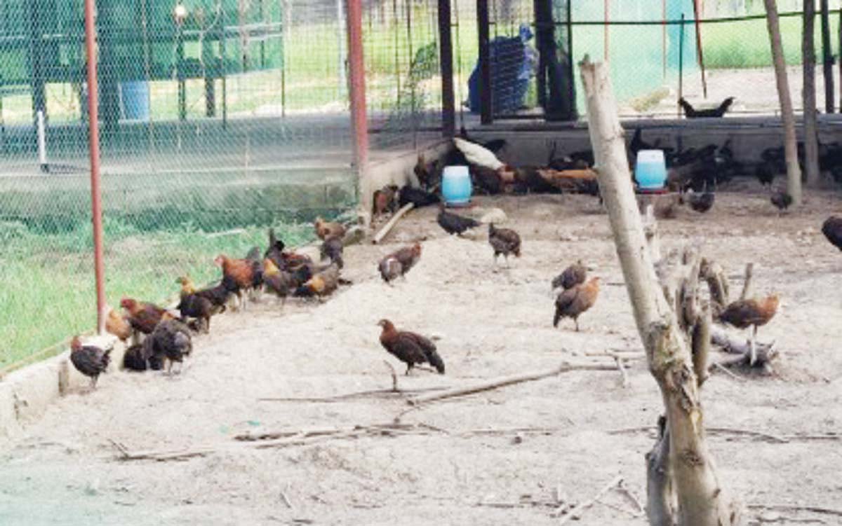 Native chickens are being raised in the backyard by a local supplier in this undated photo. The provincial government of Negros Oriental's ban on live chickens and ducks from Luzon and Mindanao remains in effect. (PNA / File photo)