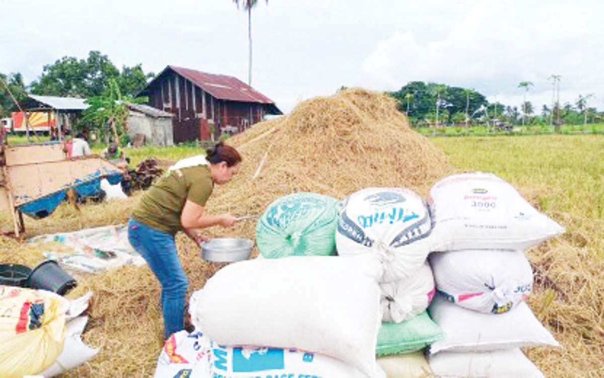 A farmer attends to some of her family's yield in this undated photo. Rice prices in Negros Oriental have slightly dropped due to the continuous importation of rice and local production, an agriculture official says. (NFA-Negros Oriental / File photo) 