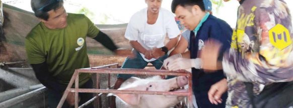 Sufficient supply: Pork supply in NegOcc enough as anti-ASF measures enforced