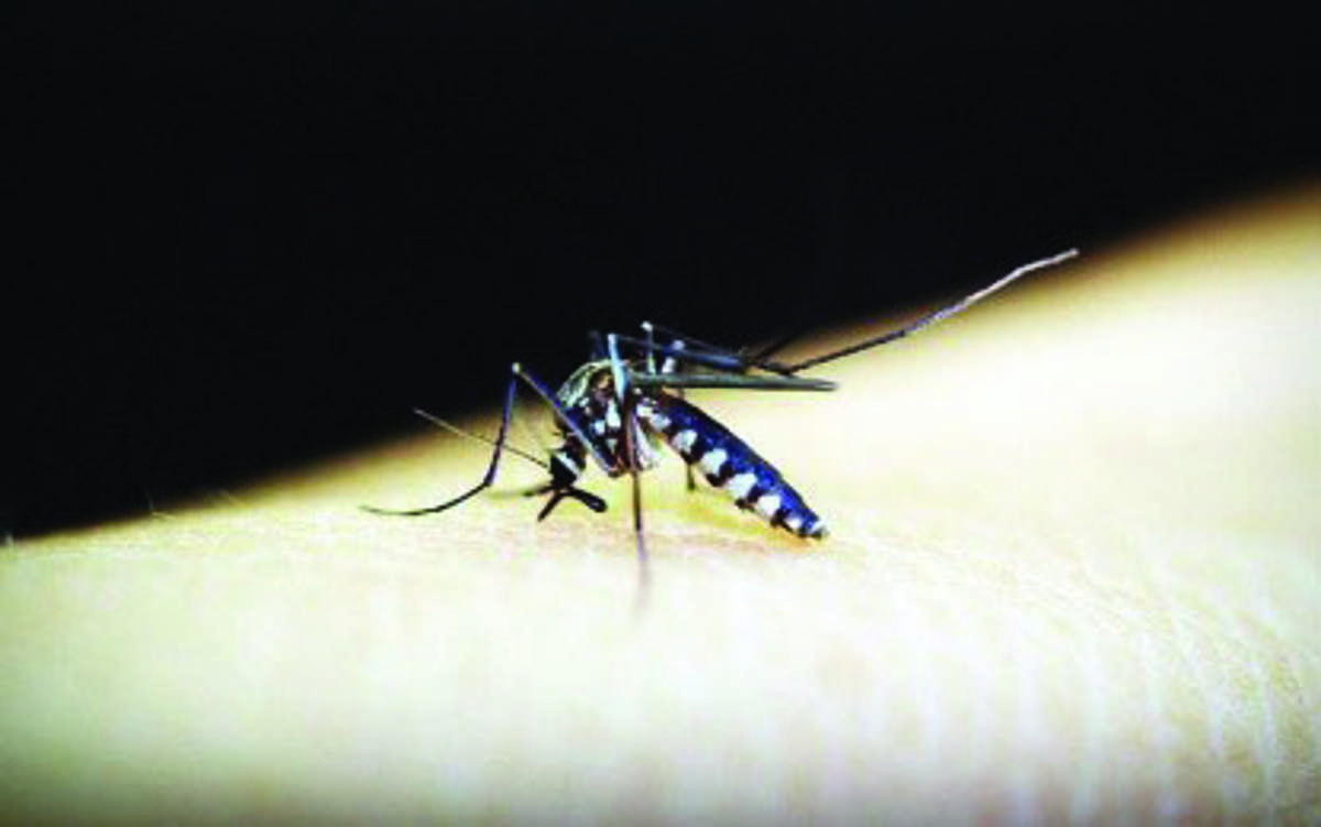 The Department of Health says dengue fever manifests symptoms like severe headache, pain behind the eyes, nausea, vomiting, swollen glands, rashes, and high fever. (PNA / File photo)