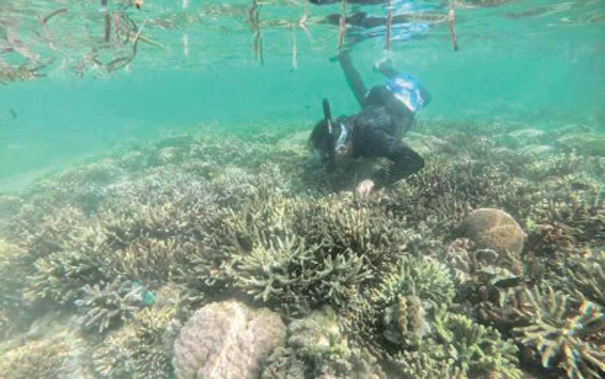 Main caretaker Hereliza “Yhen” Osorio checks on the giant clams in a portion of GC Ville or the Giant Clam Village in Cadiz City, Negros Occidental in this photo taken late last year. The 9.7-hectare mollusk habitat adjacent to the famous Lakawon Island Resort highlights the marine conservation initiatives of the northern Negros city. (OCAG-Cadiz City photo)