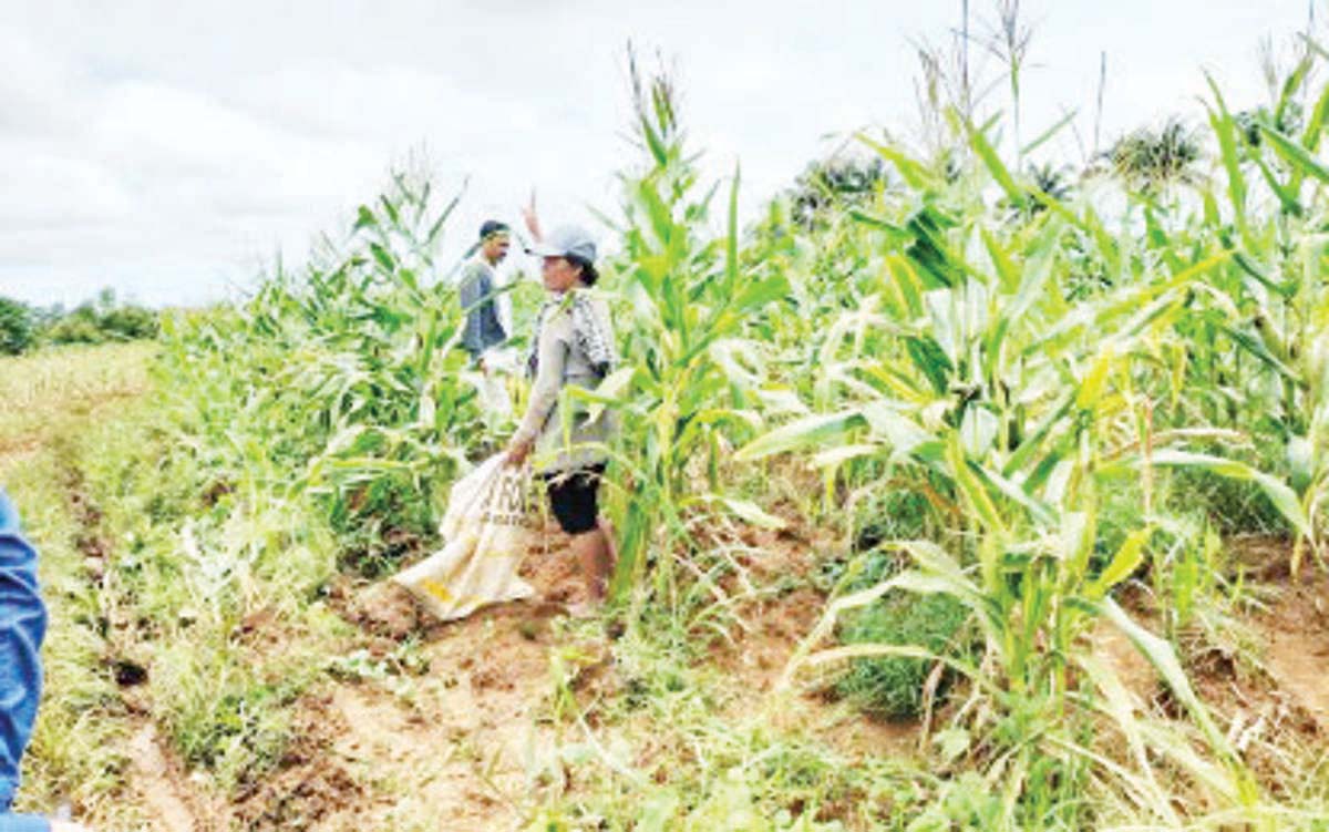 Farmers in Bindoy, Negros Oriental begin harvesting their corn after the plants survived a fall armyworm infestation in this photo taken in late August 2024. The Department of Agriculture - Provincial Agriculture Technological Coordinating Office in the province says fall armyworm infestation of corn fields has slowed down. (DA-PATCO Negros Oriental photo)