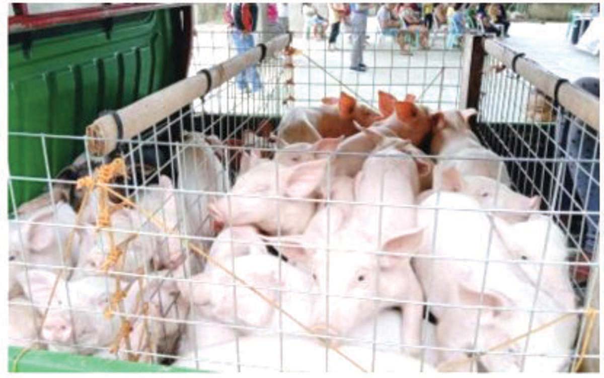 3 NegOr LGUs record zero ASF cases, ready for ‘pink zone’