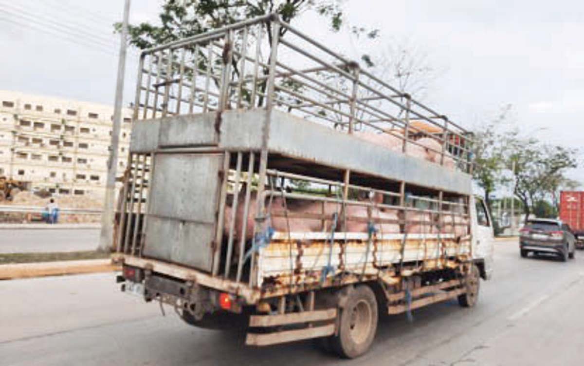 The Department of Agriculture is conducting a comprehensive review of regulations governing the transport of livestock to address ongoing supply challenges exacerbated by lingering animal health issues. (PNA / File photo)