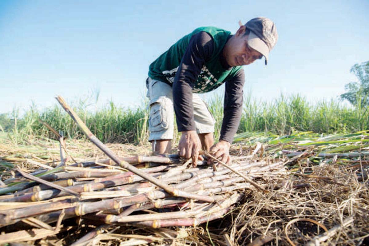 The United Sugar Producers Federation of the Philippines hopes that sugar mills will not take advantage of the farmers, asking government agencies to conduct random inspections on milling equipment that will focus on analyzing samples' sucrose content. (OML Center photo)