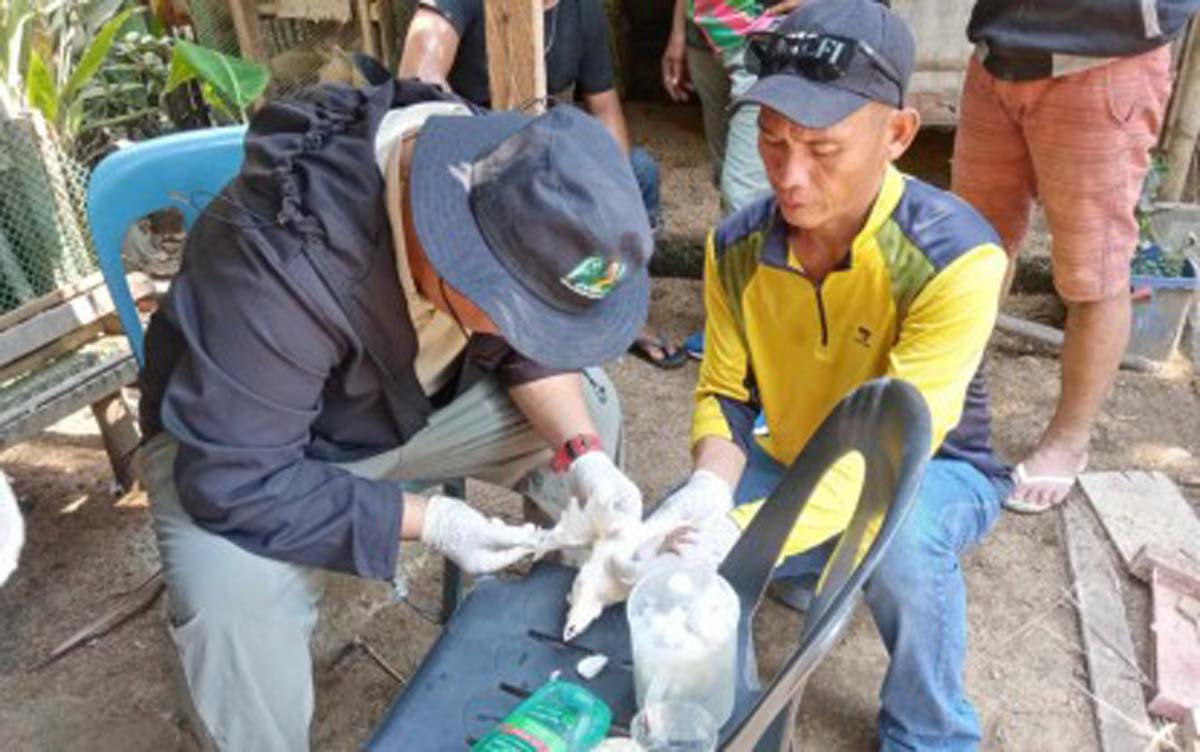 Technicians from the Provincial Veterinary Office in Negros Oriental conduct culling of hogs in Valencia following an African swine fever outbreak in this undated photo. Currently, 22 of the province’s 25 local government units have deployed barangay biosafety officers to oversee monthly ASF monitoring and reporting. (PVO Negros Oriental / File photo)