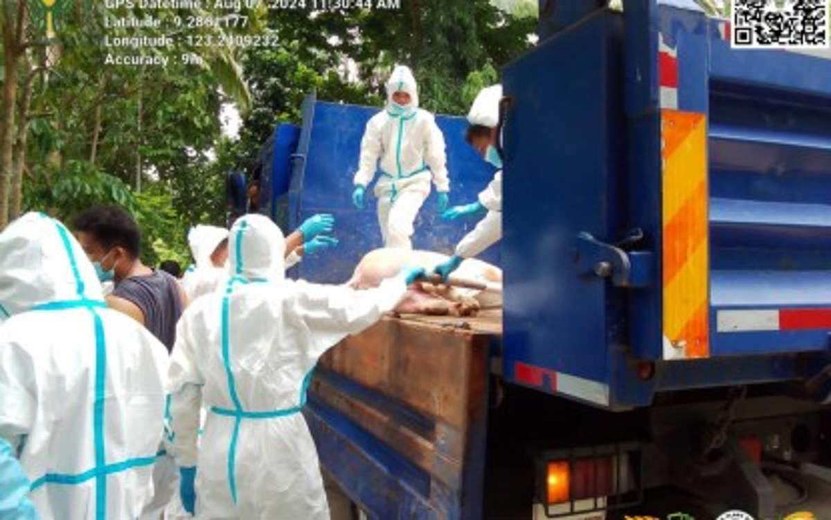 Technicians from the Provincial Veterinary Office in Negros Oriental conduct culling of hogs in Valencia following an African swine fever outbreak in this undated photo. Currently, 22 of the province’s 25 local government units have deployed barangay biosafety officers to oversee monthly ASF monitoring and reporting. (PVO Negros Oriental / File photo)