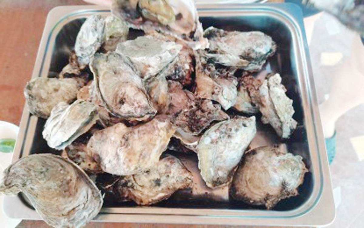 The Bureau of Fisheries and Aquatic Resources in Negros Oriental on Tuesday, November 5, 2024, reiterated its warning against consuming shellfish, like oysters (in photo), following the issuance of a red tide alert in Bais Bay, Siit Bay and Tambobo Bay. Recent laboratory analysis of shellfish samples from the bays showed high concentrations of toxins that are harmful to humans. (PNA photo)