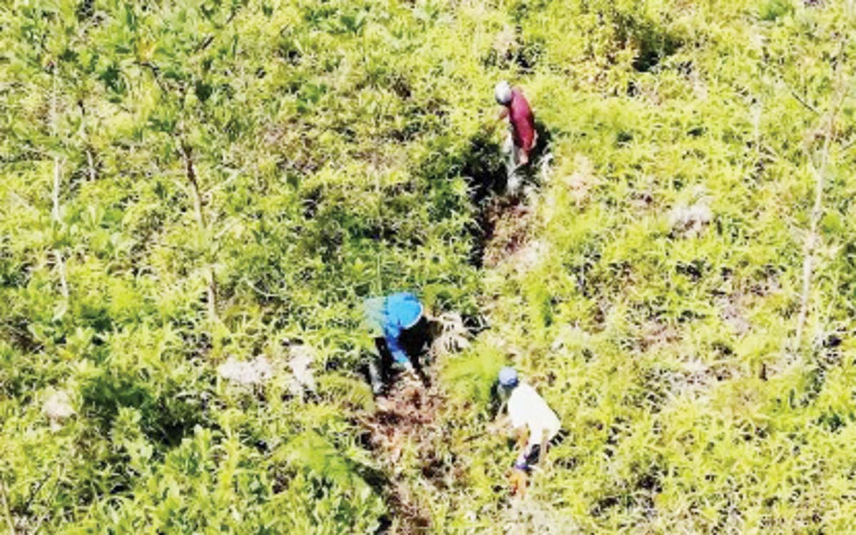 The government’s National Greening Program generates jobs for over 8,000 individuals in Western Visayas region. In a media forum, the department reported that 121,257.58 hectares have been planted in different NGP plantations in Western Visayas for the 2011-2020 period. (Screengrab from DENR video)