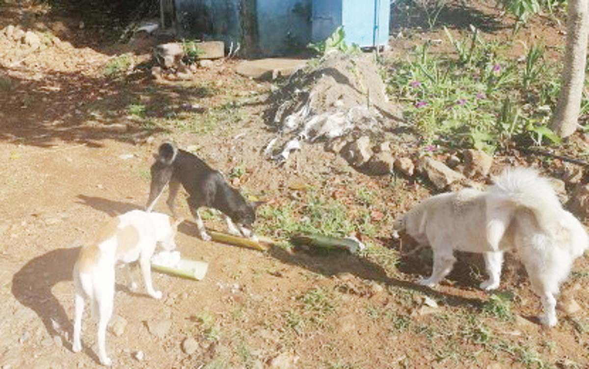 La Castellana forms task force to feed pet animals near Mt. Kanlaon