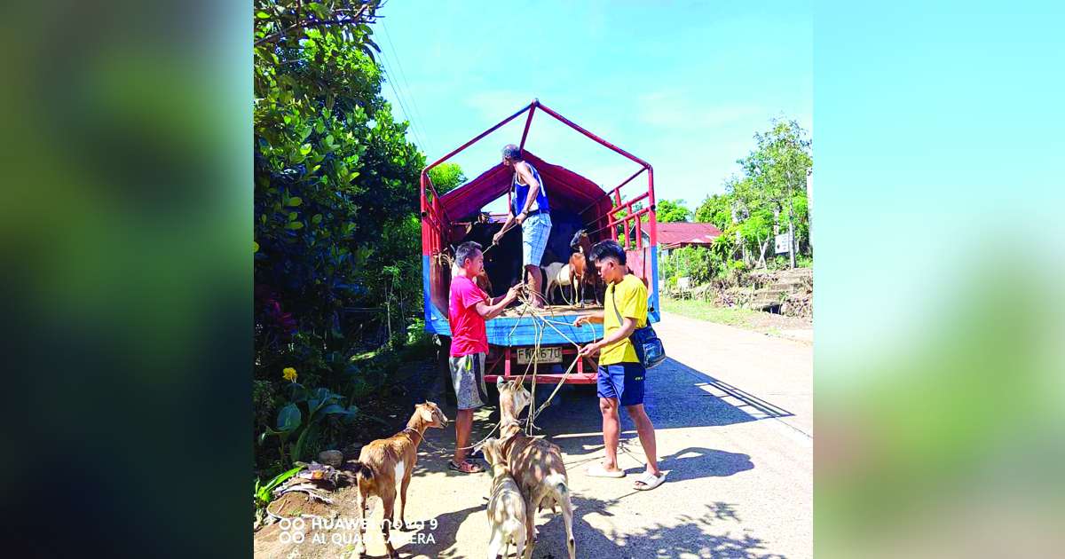 Residents in Negros Occidental’s La Castellana town prepare for the evacuation of their livestock within Kanlaon Volcano’s six-kilometer expanded danger zone (EDZ) on Saturday, December 14, 2024. The Office of Civil Defense in Western Visayas ordered a mandatory evacuation for remaining residents living within the EDZ. (La Castellana MDRRMO photo)