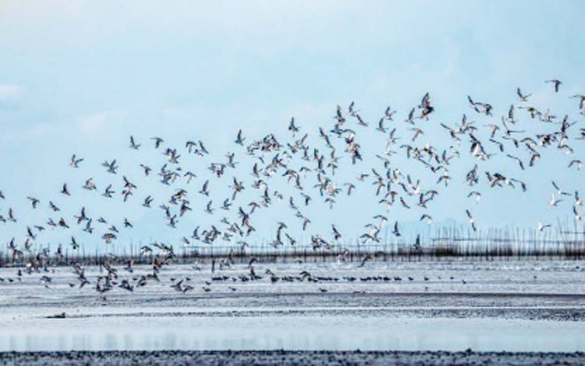 A flock of black-headed gulls (Chroicocephalus ridibundus) was spotted on the coastline of Barangay Daga, Cadiz City in northern Negros Occidental earlier this December. Cadiz Mayor Salvador Escalante, Jr. says the migratory birds’ presence indicates a healthy environment that supports diverse bird species and also reflects the availability of food, safe resting spots and thriving biodiversity in the city. (Joseph Caceres / Cadiz City ENRO photo)