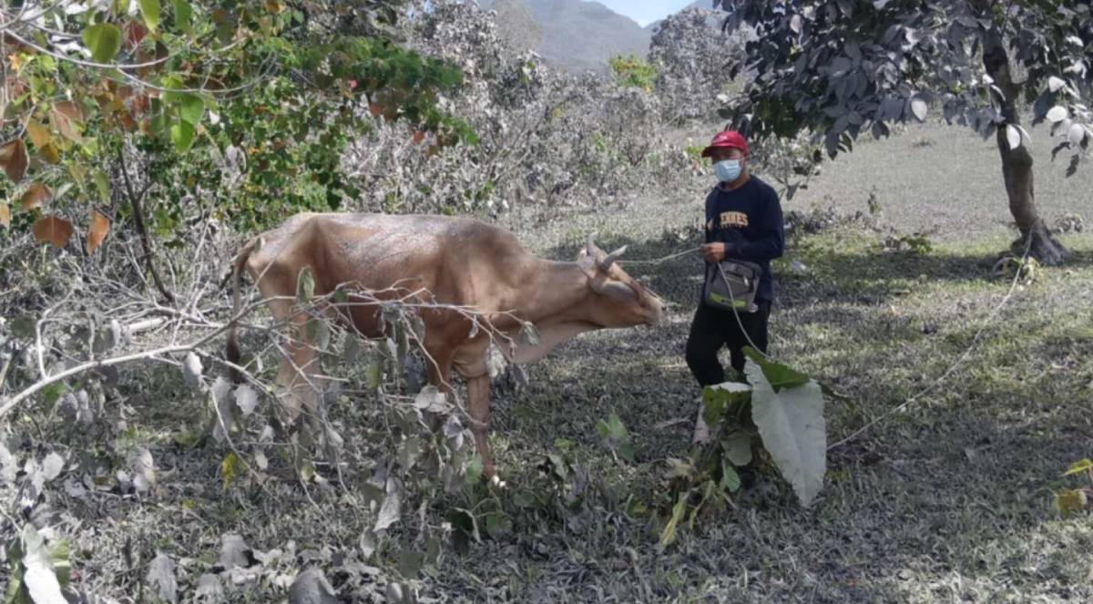 Photo courtesy of the Provincial Veterinary Office - Negros Occidental