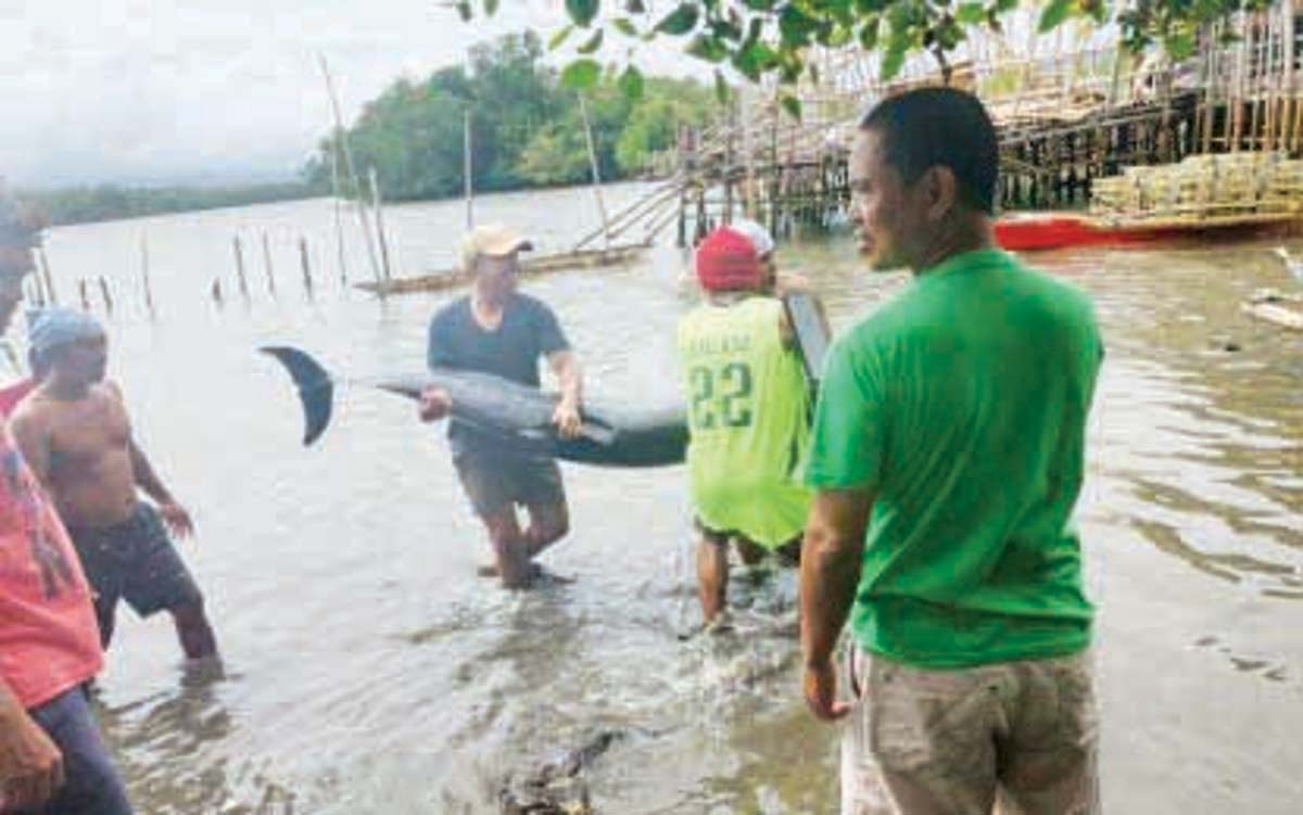 A dolphin is being brought to shore after it was stranded in Sitio Pambutan, Barangay Canlargo in Bais City, Negros Oriental on Sunday, January 26, 2025. The police reported two dead dolphins and three others injured after more than 30 of the marine mammals were spotted close to shore on Saturday afternoon, January 25. (Bais City Police Station photo)