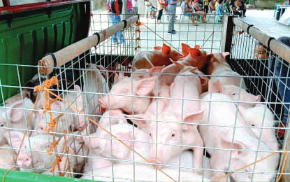 Three local government units (LGUs) in Negros Oriental can now send their hogs outside the province after they were upgraded to the African swine fever pink zone category. Other LGUs still remain in the red category, which means they can only sell their hogs within the province, the Provincial Veterinary Office says. (PNA / File photo)